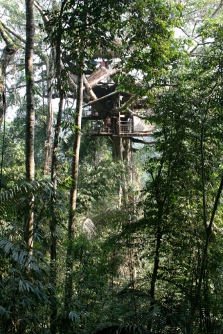 gibbon (31)
